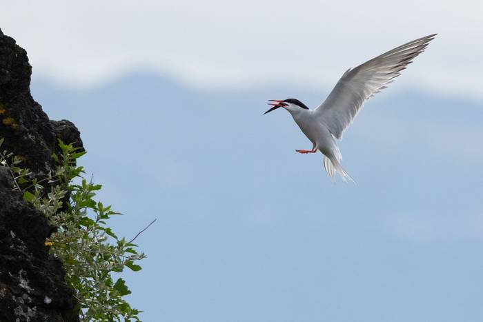 Common Tern (Sara Frost).jpg