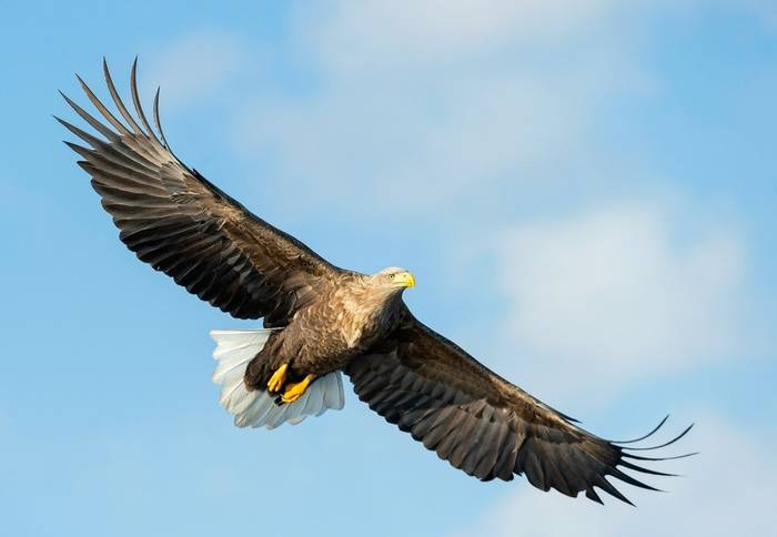 White-tailed Eagle shutterstock_1230138760.jpg