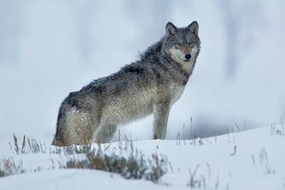 Grey Wolf Image