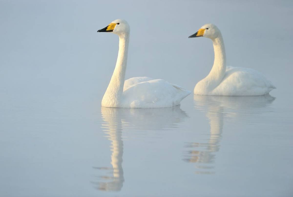 Whooper Swans shutterstock_128515649.jpg