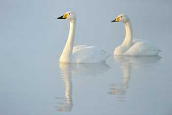 Whooper Swans shutterstock_128515649.jpg