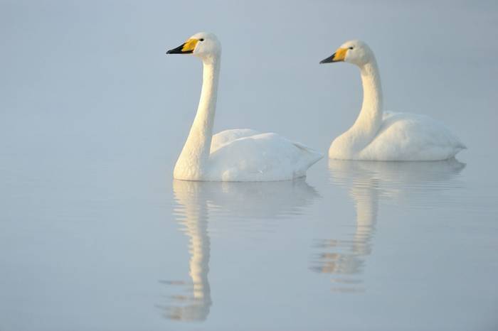 Whooper Swans shutterstock_128515649.jpg