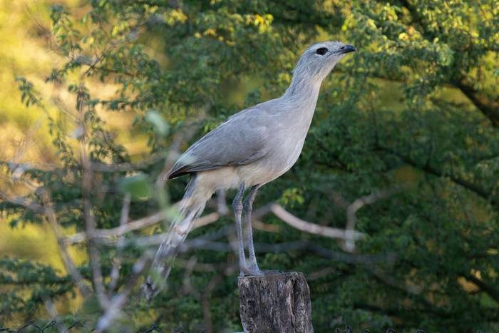 Black-legged Seriema © James Warren, May 2026 (3).jpg