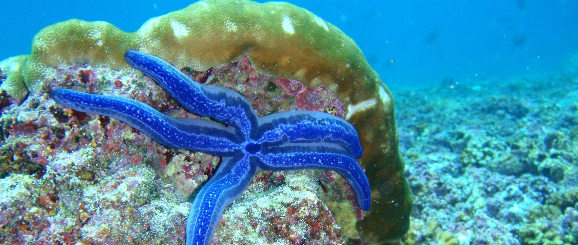 Starfish, Snorkelling, Galapagos