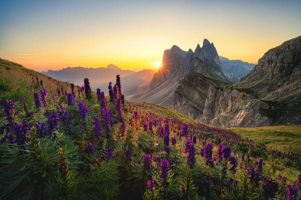 Lupines,-Dolomites,-Italy-shutterstock_1243877620.jpg