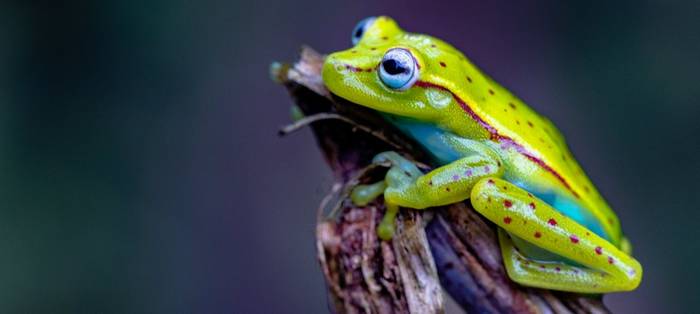 Glass Frog © Francisco Munoz.jpg