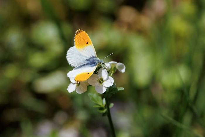 Orange-tip © Giorgi Natsvlishvili, May 2026