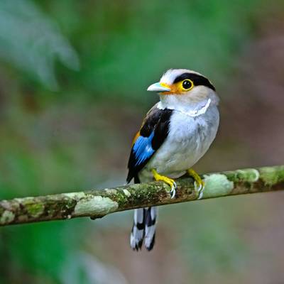 Silver-breasted Broadbill Vietnam shutterstock_130946270.jpg