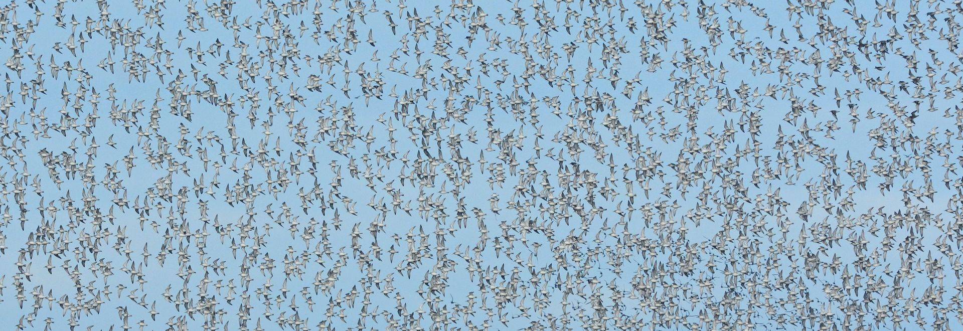 Wader Flock, Norfolk, UK shutterstock_1717352995 - crop.jpg
