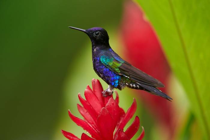 Velvet-purple Coronet, Ecuador shutterstock_366706601.jpg