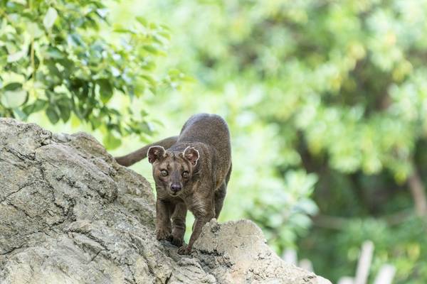 Fossa Madagascar Shutterstock 361277513