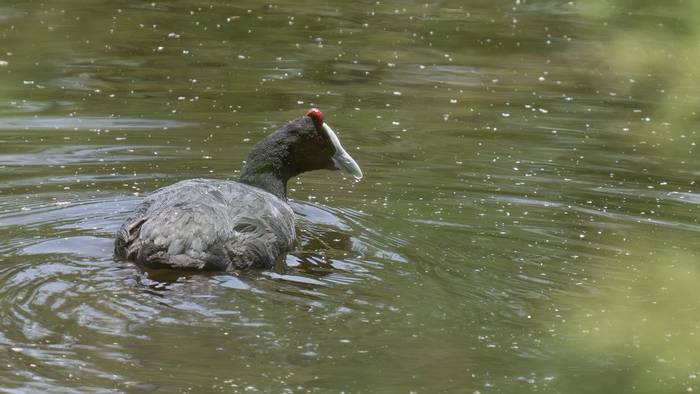 Red-knobbed Coot (Simon Tonkin).jpg