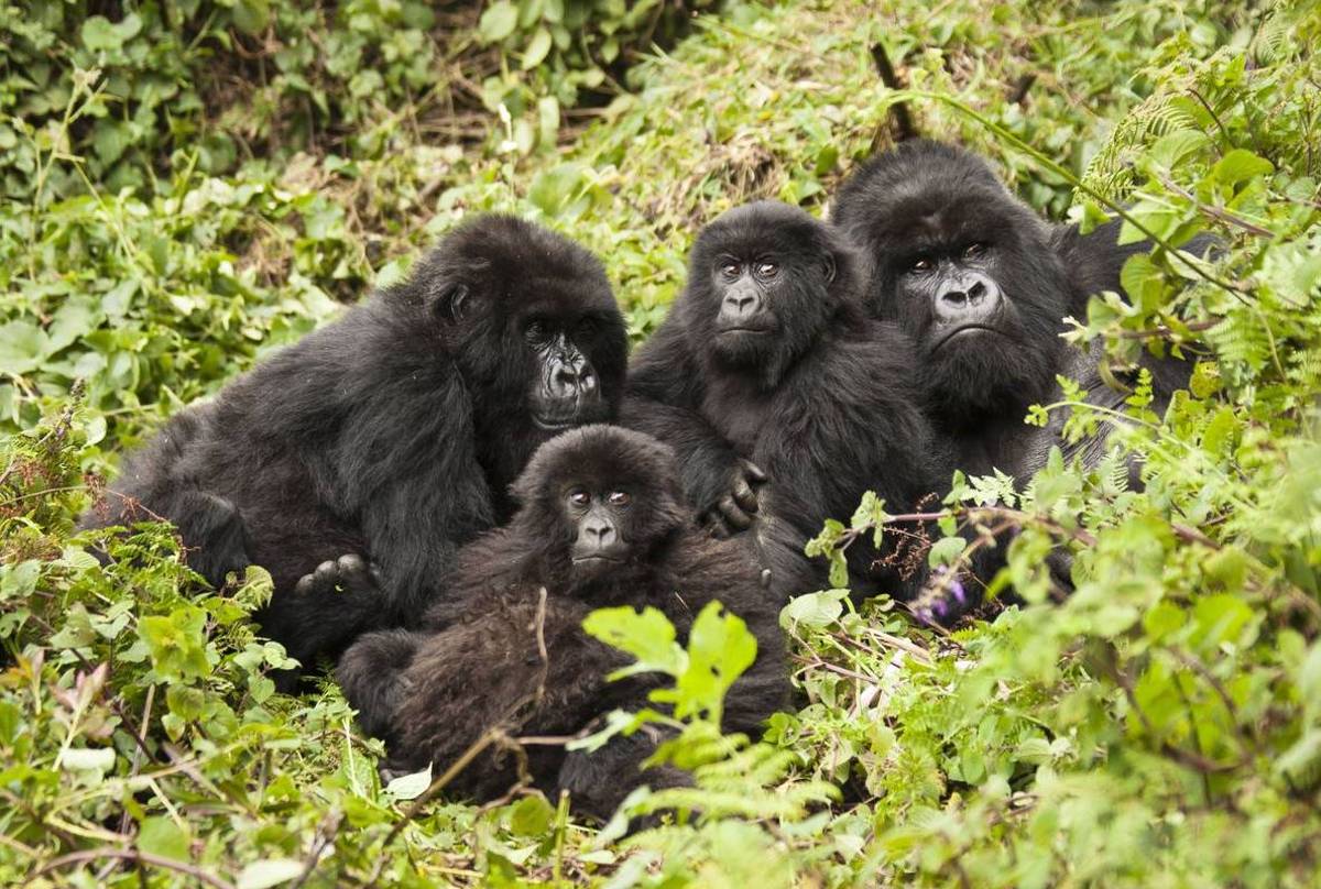 Gorillas, Uganda