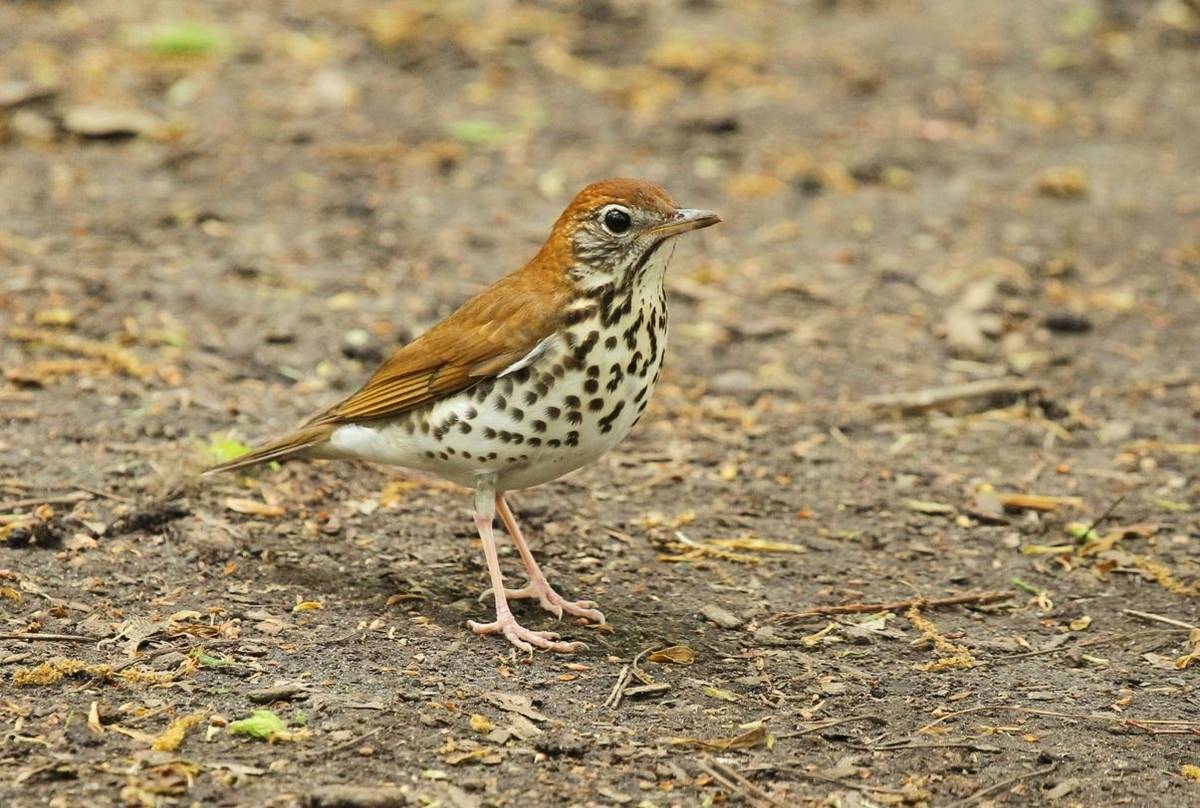 Wood Thrush (James Lees)