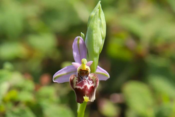 Late Spider Orchid ssp. candica © Luca Boscain, April 2026 tour