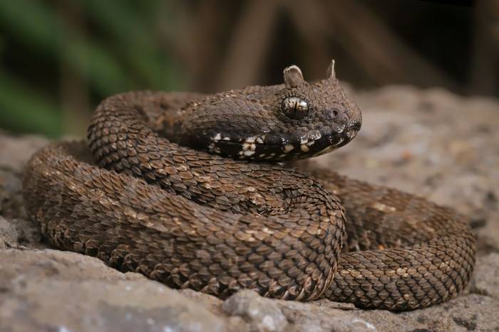 Kenya Horned Viper (Bitis worthingtoni) © Laura and Bobby Bok, April 2026