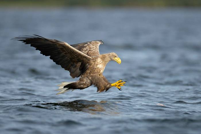 White-tailed Eagle
