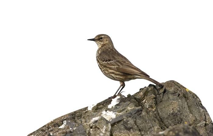 Rock Pipit shutterstock_502578385.jpg