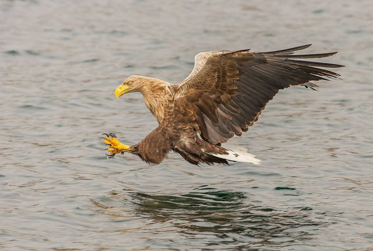 UK17 289 White Tailed Sea Eagle (Haliaeetus Albicilla), Loch Na Keal, Mull