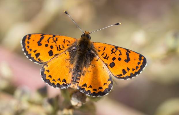 Caucasian Spotted Fritillary Shutterstock 170358524