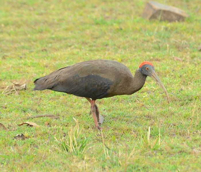 Red-naped ibis (Pradeep Singh)