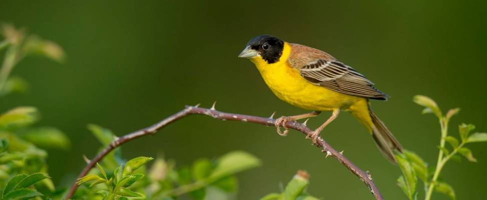 Black Headed Bunting Shutterstock 1111839038