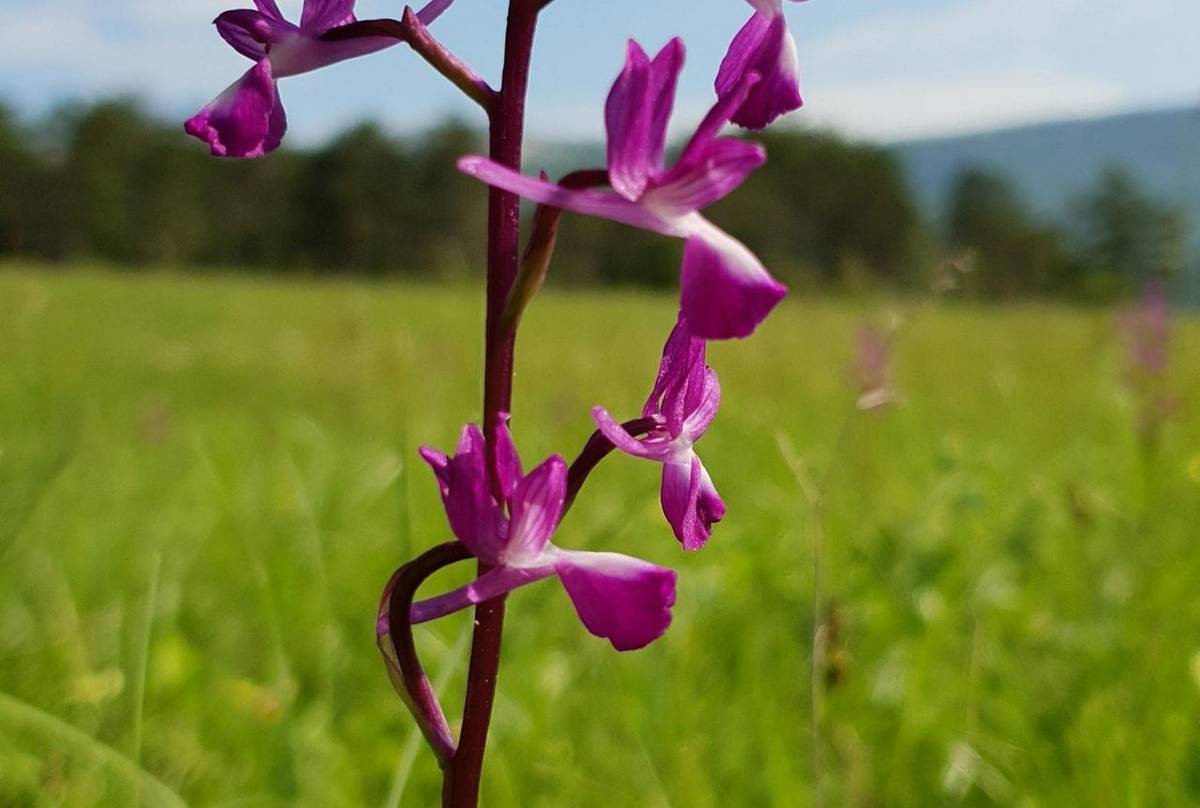 Champagne Orchid (Mark Elliott)