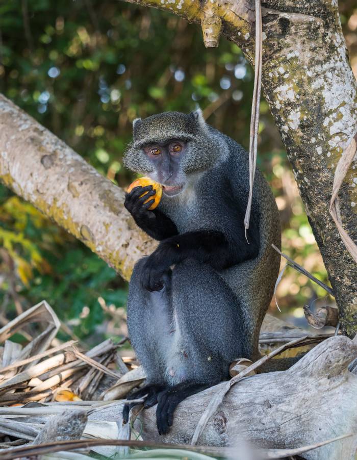 Male sykes' monkey Tanzania shutterstock_310616105.jpg