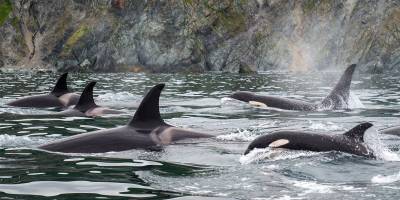 Orcas, Kamchatka Image