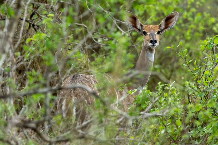 Lesser Kudu © Carole and David Clarke, February 2026 tour