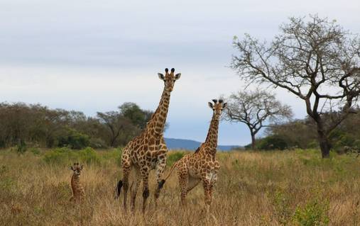 Wildlife Walks of Eswatini (Swaziland)