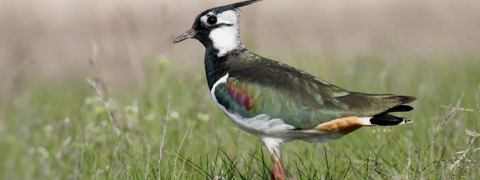 Wildlife - Lapwing - AdobeStock_168664700.jpeg