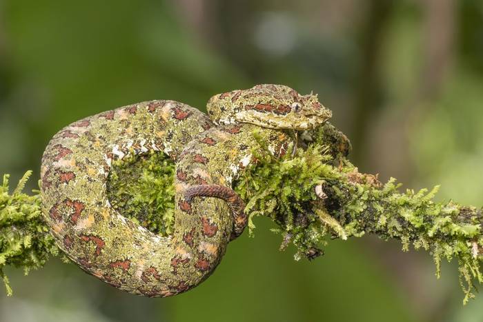 Eyelash Palm Viper, green morph, Laguna de Lagarto, Costa Rica, 3 April 2022, KEVIN ELSBY FRPS.jpg