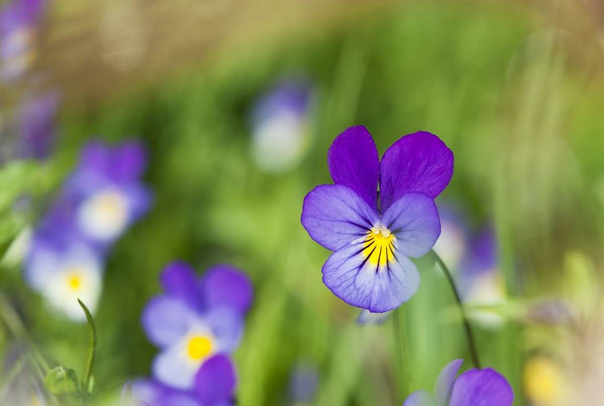 Purple Seaside Pansy