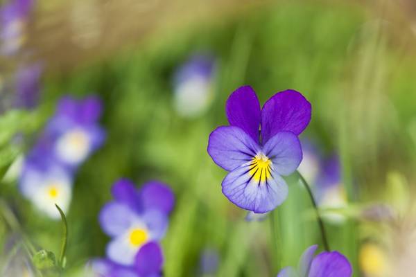 Purple Seaside Pansy