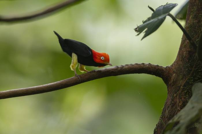 Red-capped Manakin © Oliver Smart, April 2026 tour