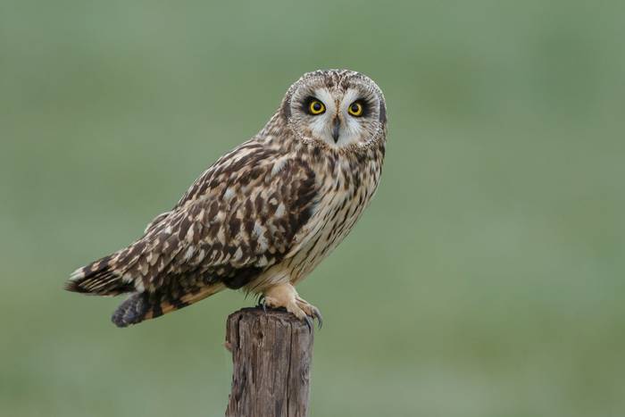 Short-eared Owl shutterstock_352472285.jpg