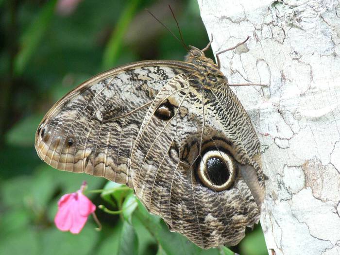 Owl Butterfly (John Caddick)