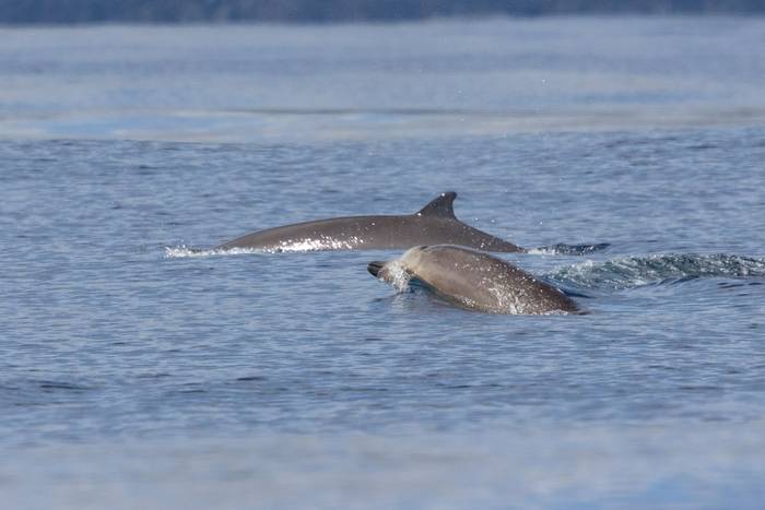 Sowerby's Beaked Whales (Sara Frost).jpg