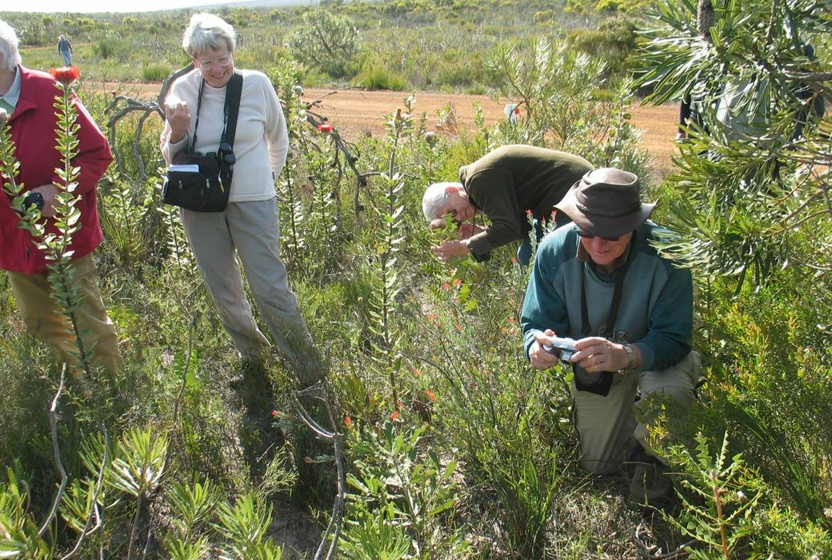 Photographing Woolly Banksia