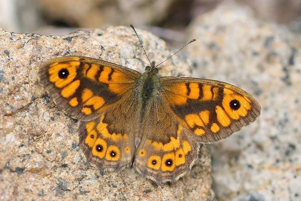 Wall Brown