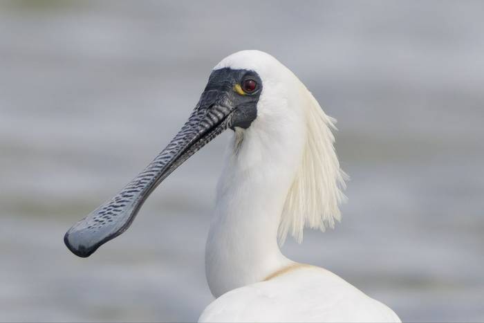 Black-faced Spoonbill © participant Alex Kozlenkov, March 2025