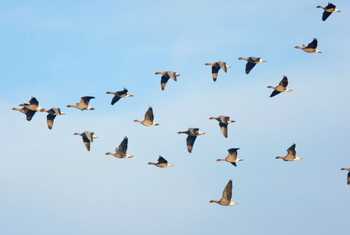 Flock of Pink-footed Geese in flight, Norfolk, England, UK.