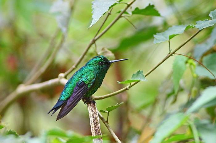 Western Emerald hummingbird shutterstock_1220583610.jpg