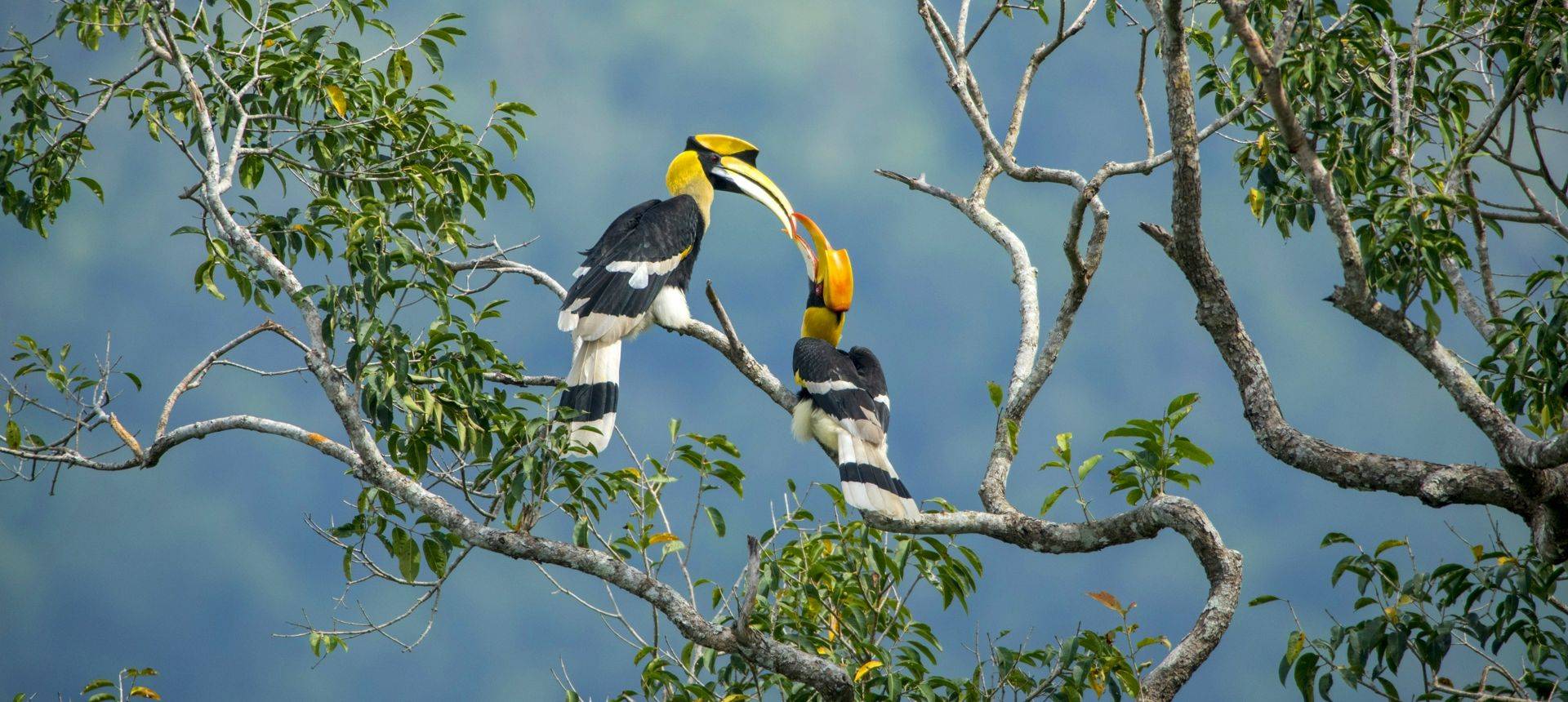 Great Hornbills Shutterstock 728169106