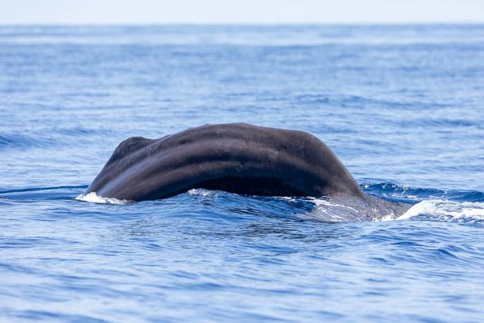 Sperm Whale (Sara Frost).jpg