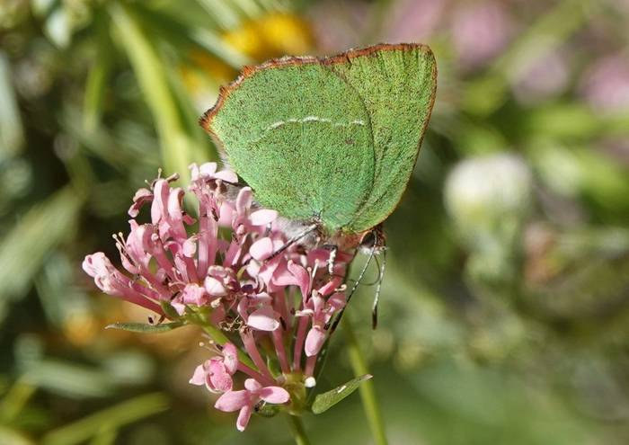 Chapman's Green Hairstreak © Martin Pitt, June 2026 tour.JPG