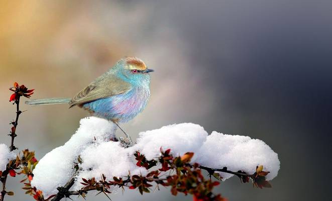 White-browed Tit-warbler shutterstock_765148540.jpg
