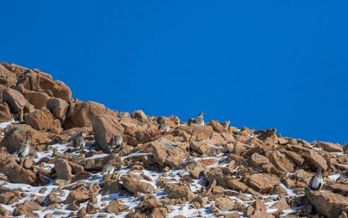 Altai Snowcock flock.jpg