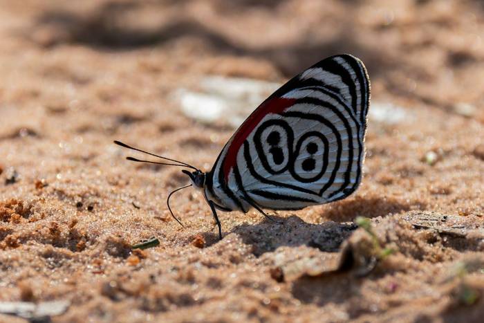 Eighty-eight butterfly (Diaethria anna) © James Warren, May 2026.jpg